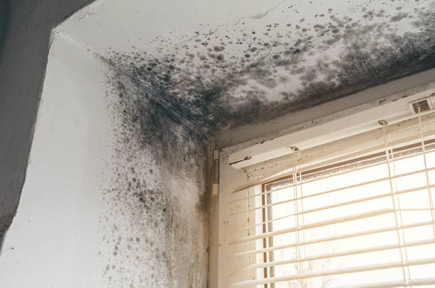 Affordable Bathroom Mold Removal solutions in Empire, MI